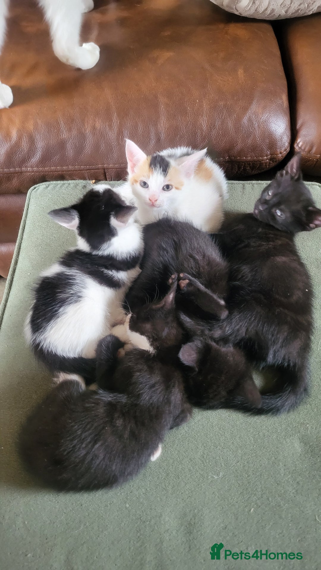 Mixed Breed cats for sale: GRAND FARM KITTENS FOR SALE - Image 4