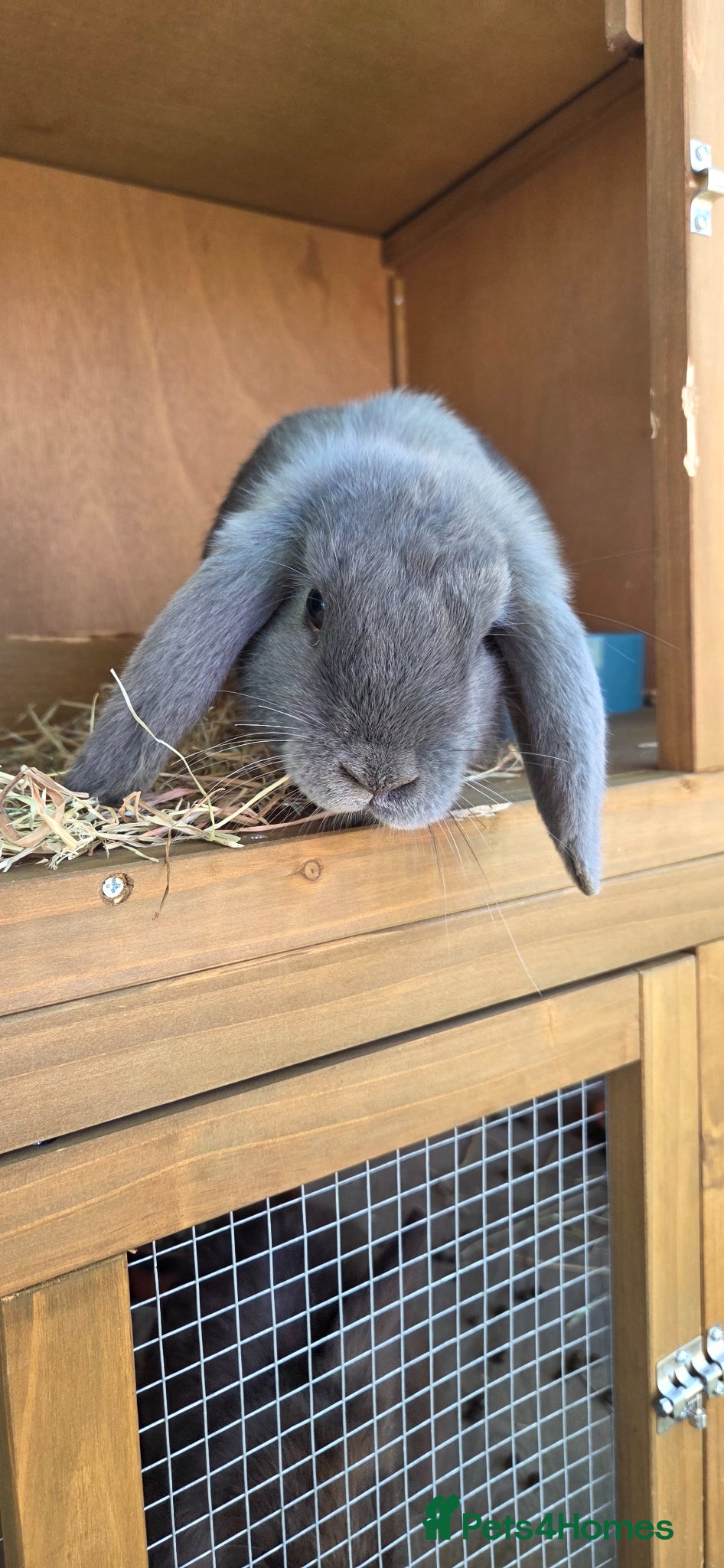 Mini Lop rabbits Nelly mini lop  - Advert 16