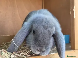 Mini Lop rabbits Nelly mini lop - Advert 16