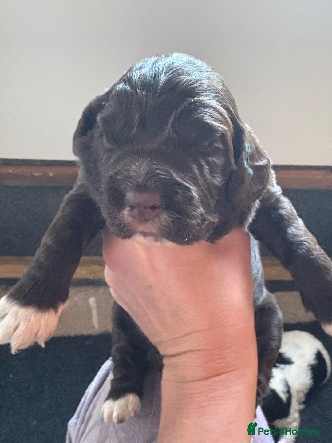 Cocker Spaniel dogs for sale: Working Cocker spaniels beautiful markings   - Advert 11