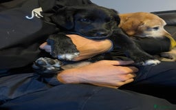 Borador dogs for sale: 1 Labrador x border collie boy for sale.  - Image 2