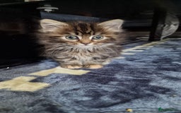 Mixed Breed cats for sale: Girl Mix breed Mainecoon and Bengal - Image 6