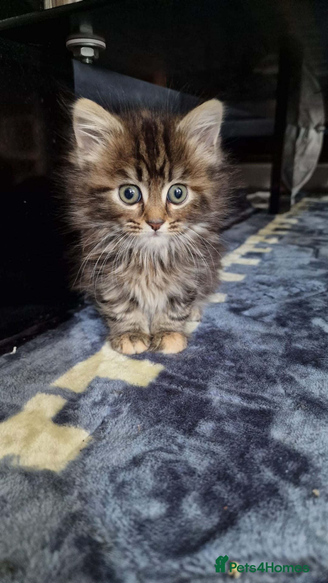 Mixed Breed cats for sale: Girl Mix breed Mainecoon and Bengal - Image 6