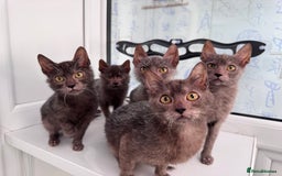 Lykoi cats for sale: Loving Lykoi lap kittens (open to offers) - Image 7