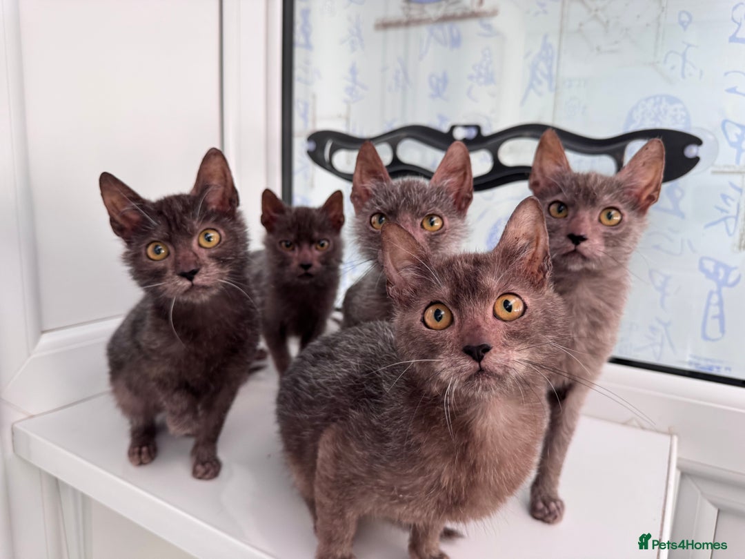 Lykoi cats for sale: Loving Lykoi lap kittens (open to offers) - Image 7