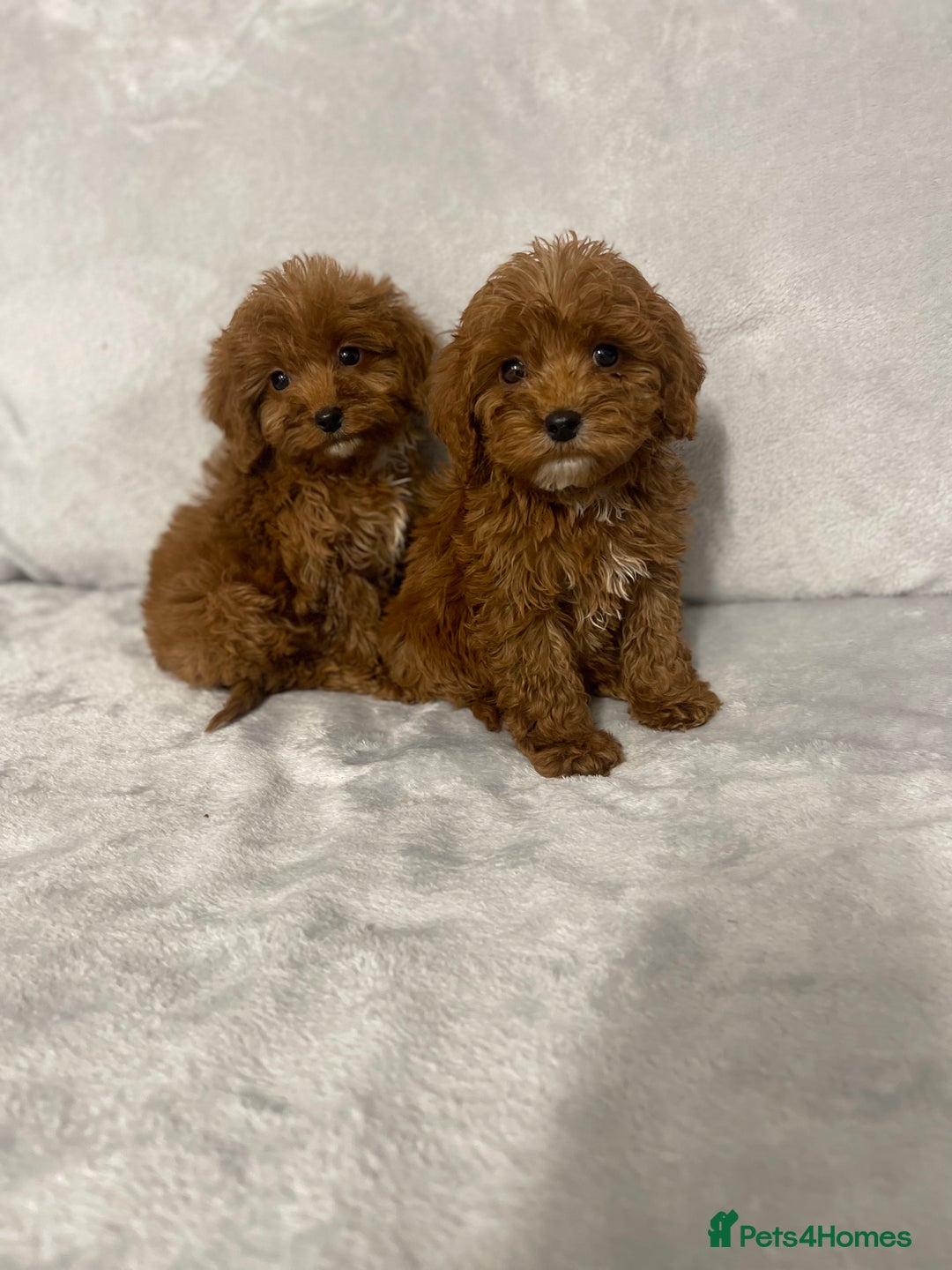 Cockapoo dogs for sale: 5 beautiful cockapoos  - Advert 11