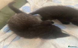 Mixed Breed cats for sale: 4 beautiful kittens. 1 boy 3 girls  - Image 4