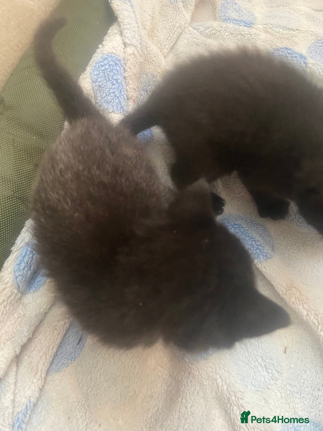 Mixed Breed cats for sale: 4 beautiful kittens. 1 boy 3 girls  - Image 4