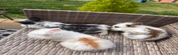 Lionhead rabbits for sale: Adorable Purebred Lionhead Bunny Babies - Advert 2