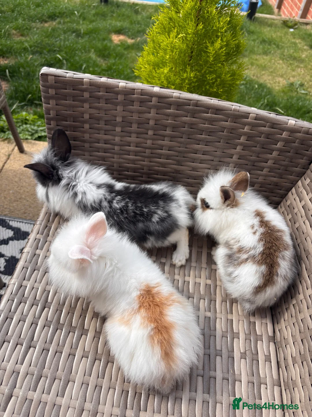 Lionhead rabbits for sale: Adorable Purebred Lionhead Bunny Babies - Advert 2