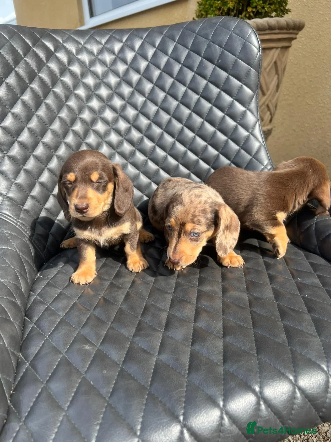 Dachshund dogs for sale: Dachshund puppies  - Advert 2