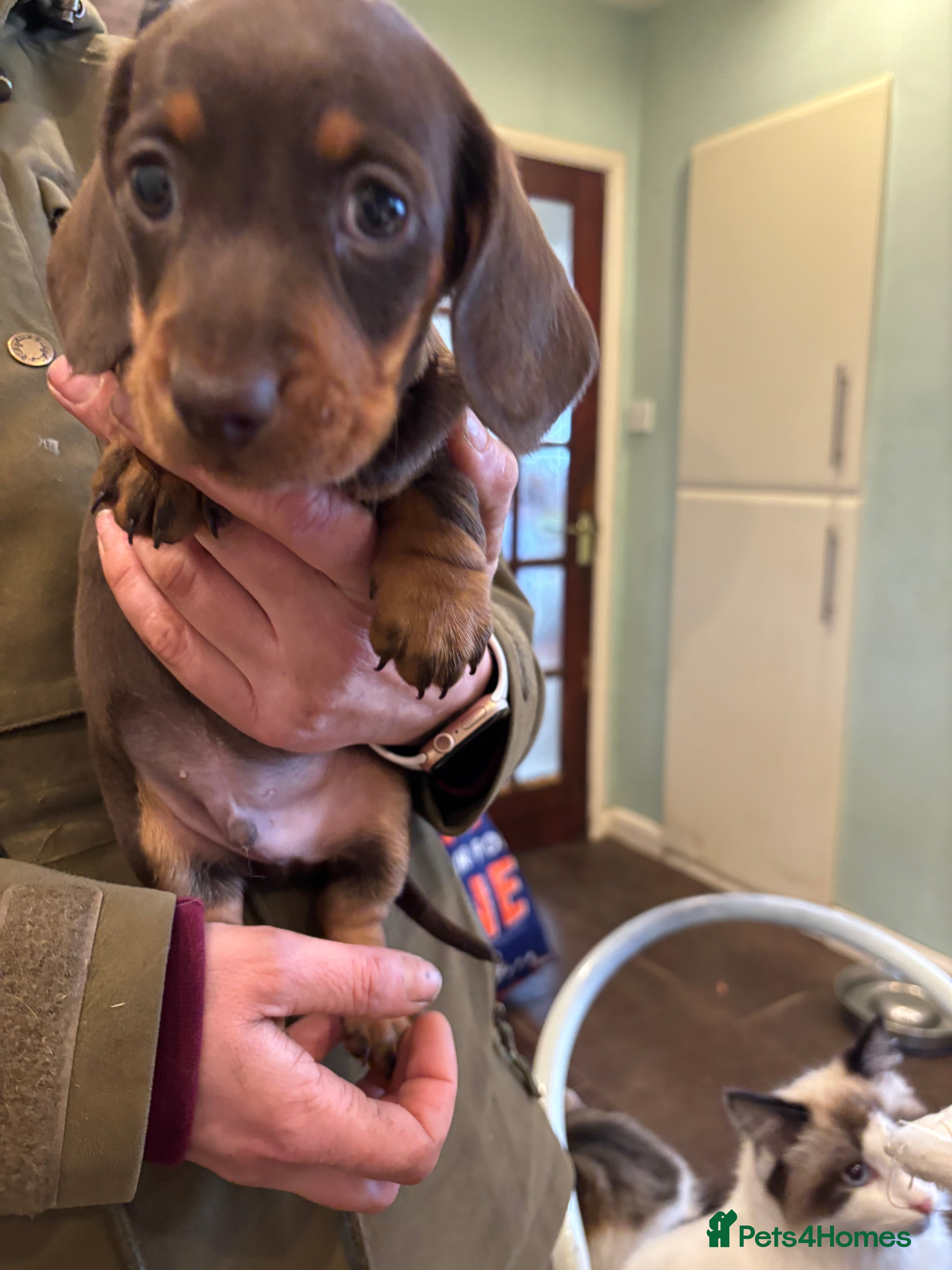 Dachshund dogs Dachshund puppies - Advert 1