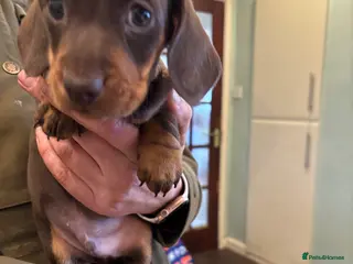 Dachshund dogs Dachshund puppies - Advert 1