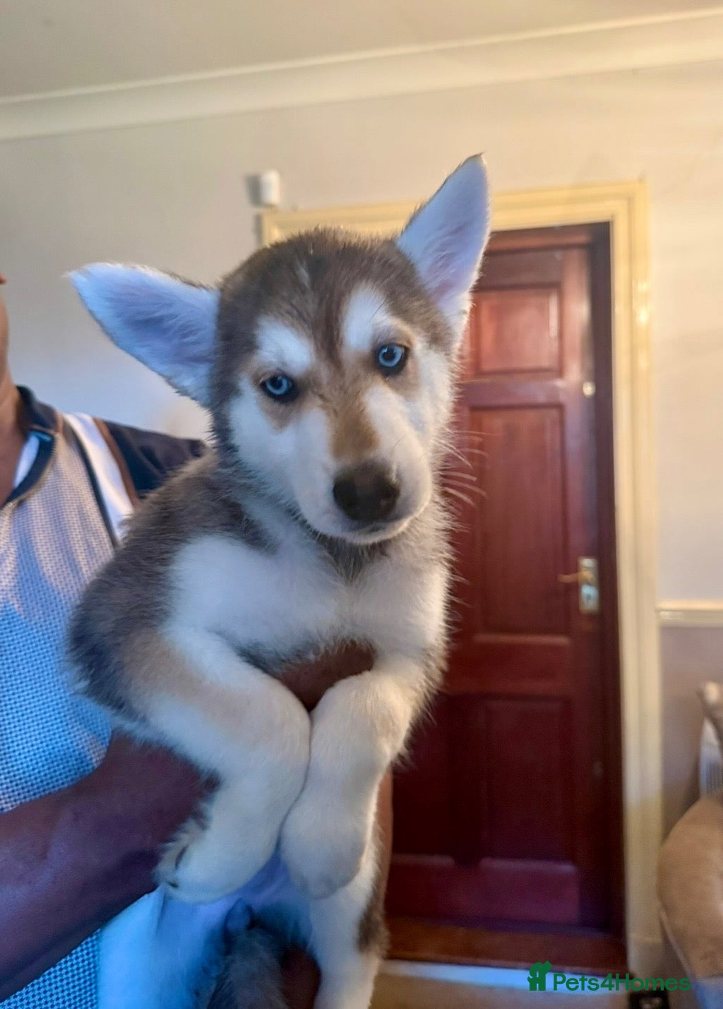 Siberian Husky dogs Stunning puppies ready to leave  - Advert 2