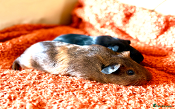 Guinea Pig rodents for sale: Two lovely boars looking for a new home! - Image 2