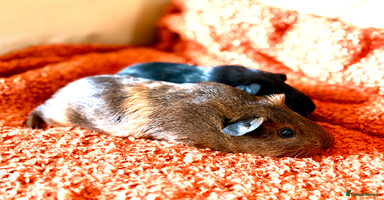 Guinea Pig rodents - Advert 9