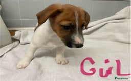 Jack Russell dogs for sale: Jack Russell puppies  - Image 7