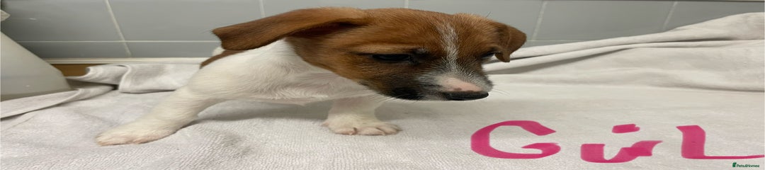 Jack Russell Puppy 5
