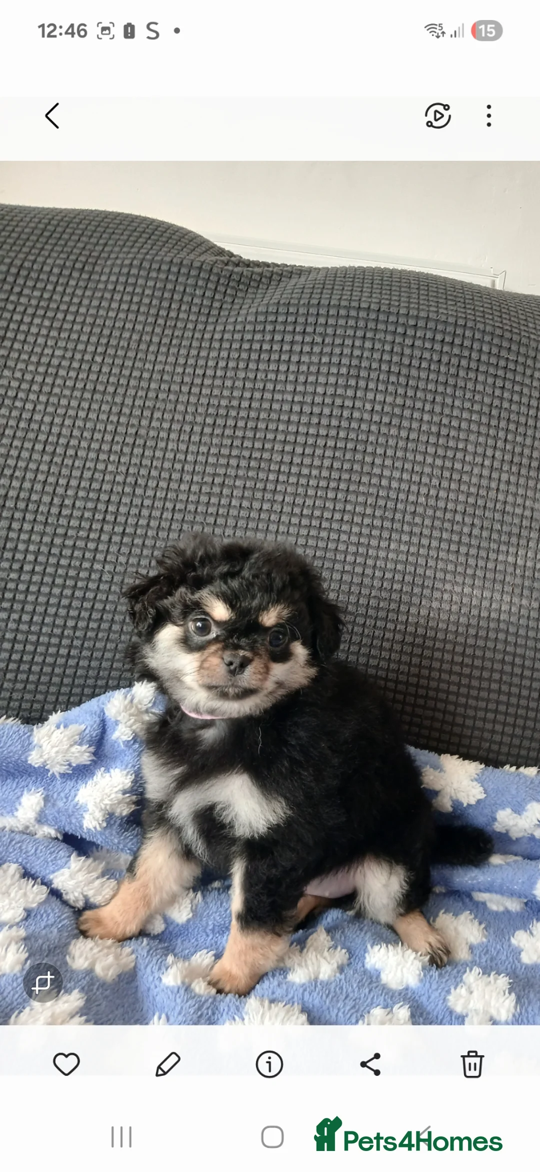 Chihuahua dogs for sale:  ❤️READY NOW ❤️ KC LONG COAT CHIHUAHUA PUPPIES  - Advert 2