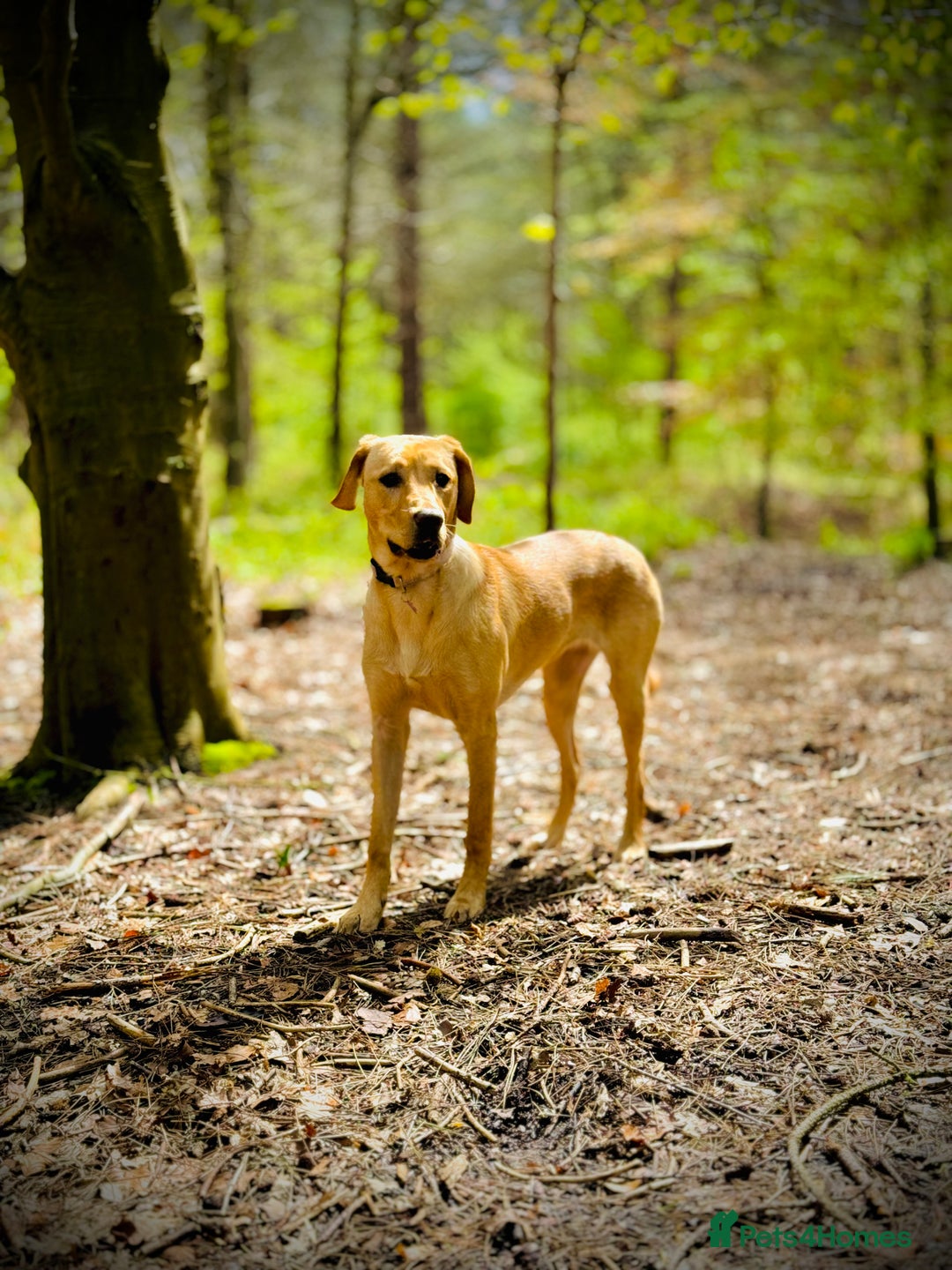 Labradoodle dogs for sale: 2 year old Labrador  - Image 10
