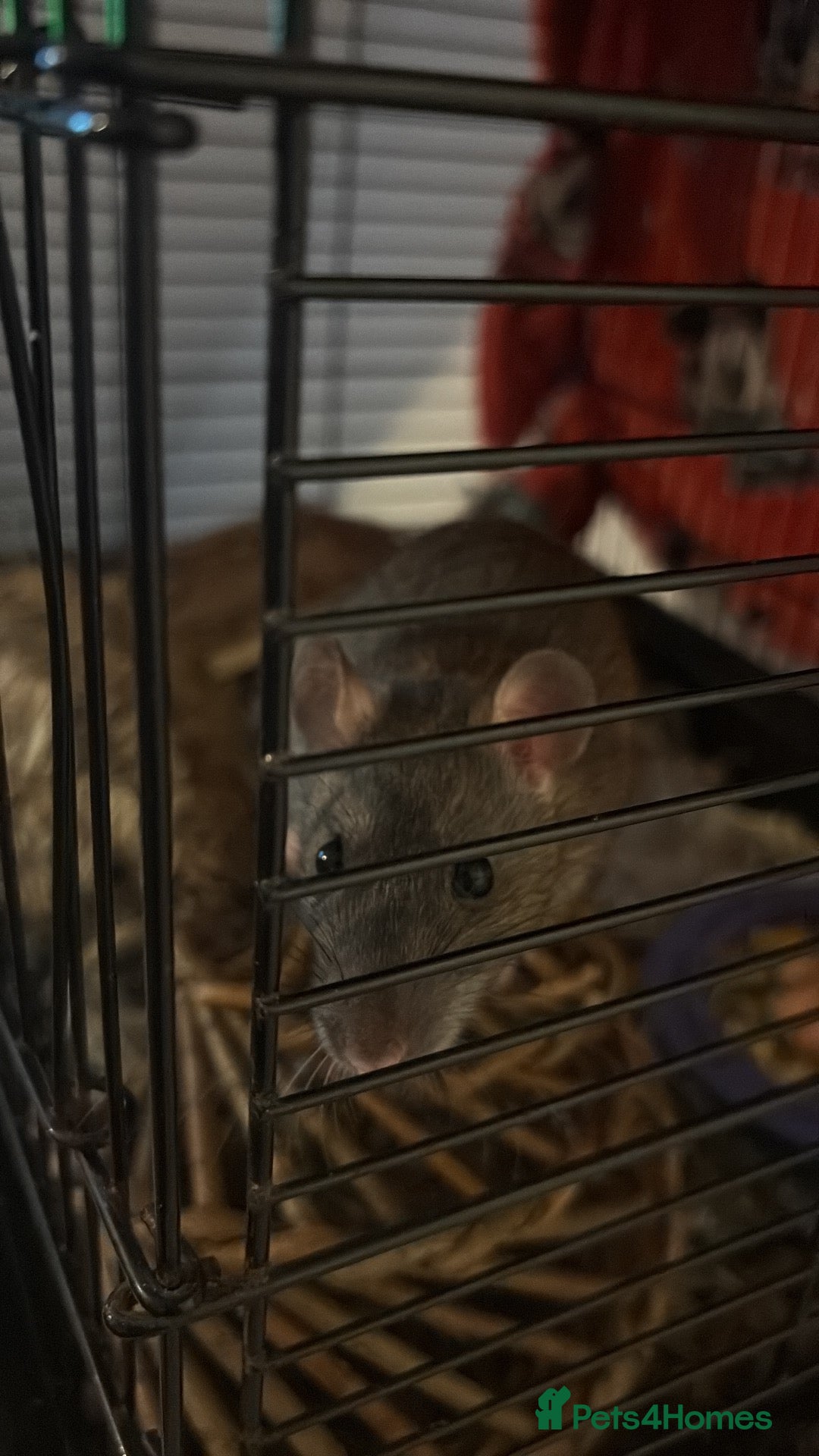 Rat rodents for sale: Female rat  - Advert 2
