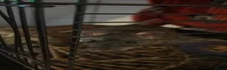 Rat rodents for sale: Female rat  in Stafford - Advert 1