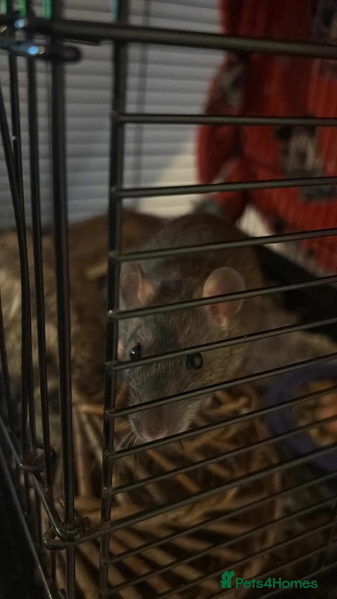 Rat rodents for sale: Female rat  in Stafford - Advert 1