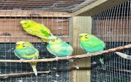 Budgerigars birds for sale: Beautiful Budgies for sale - Advert 3