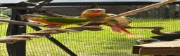 Conures birds for sale: Hand reared conures  - Advert 5