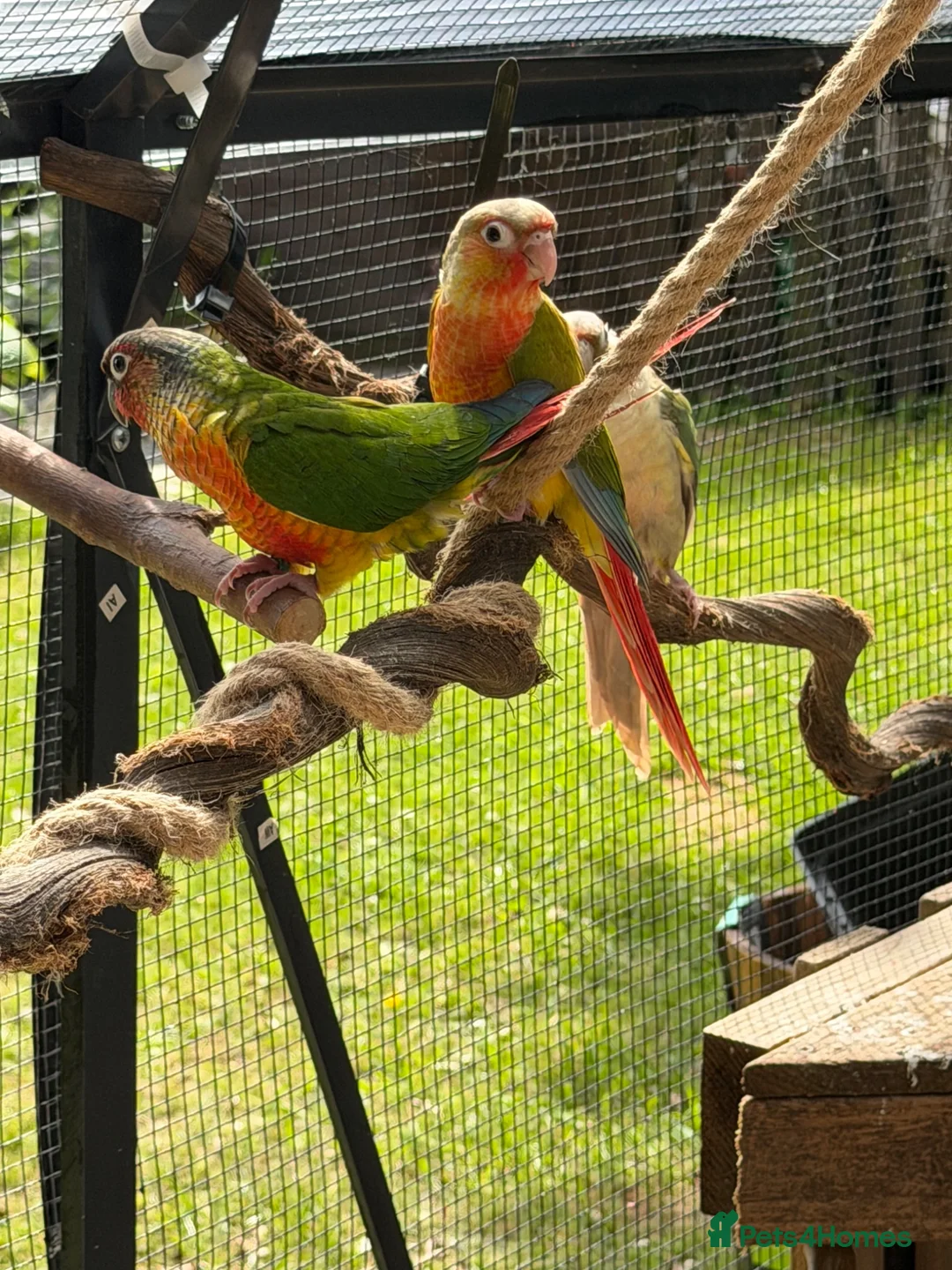 Conures birds for sale: Hand reared conures  - Advert 5