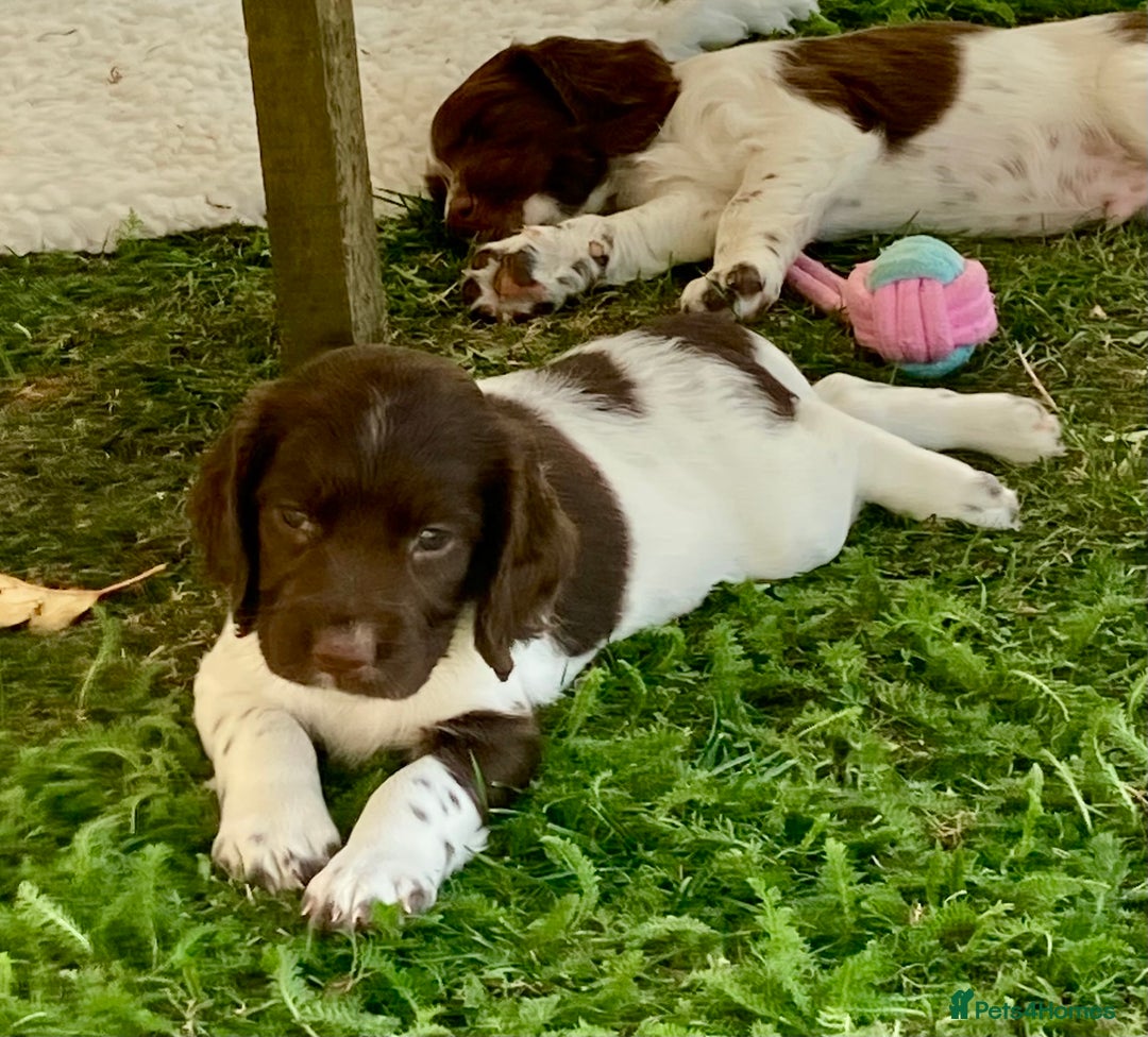 English Springer Spaniel dogs for sale: FTCH sired English Springer Spaniel Puppies - Image 7