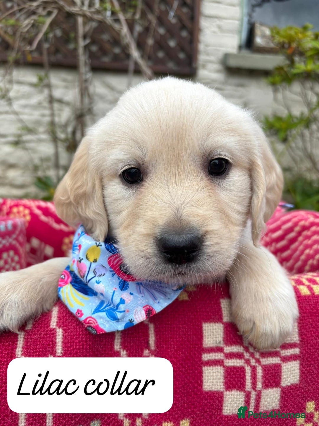 Golden Retriever dogs for sale: ❤️ Superb Litter of Golden Retriever Puppies ❤️ - Image 13