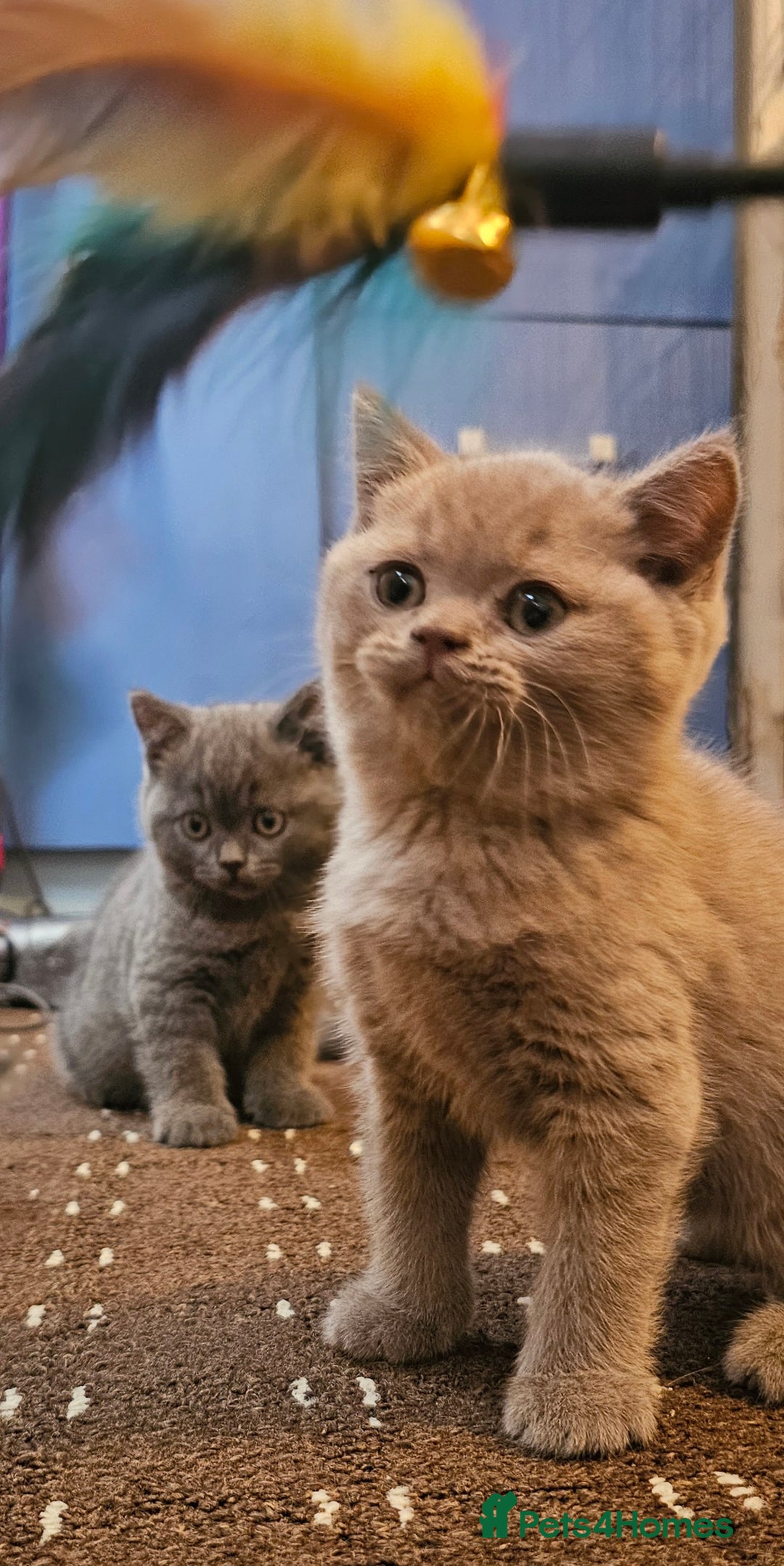 British Shorthair cats for sale: BSH BLUE AND BSH GOLD KITTENS Ready now! - Image 10