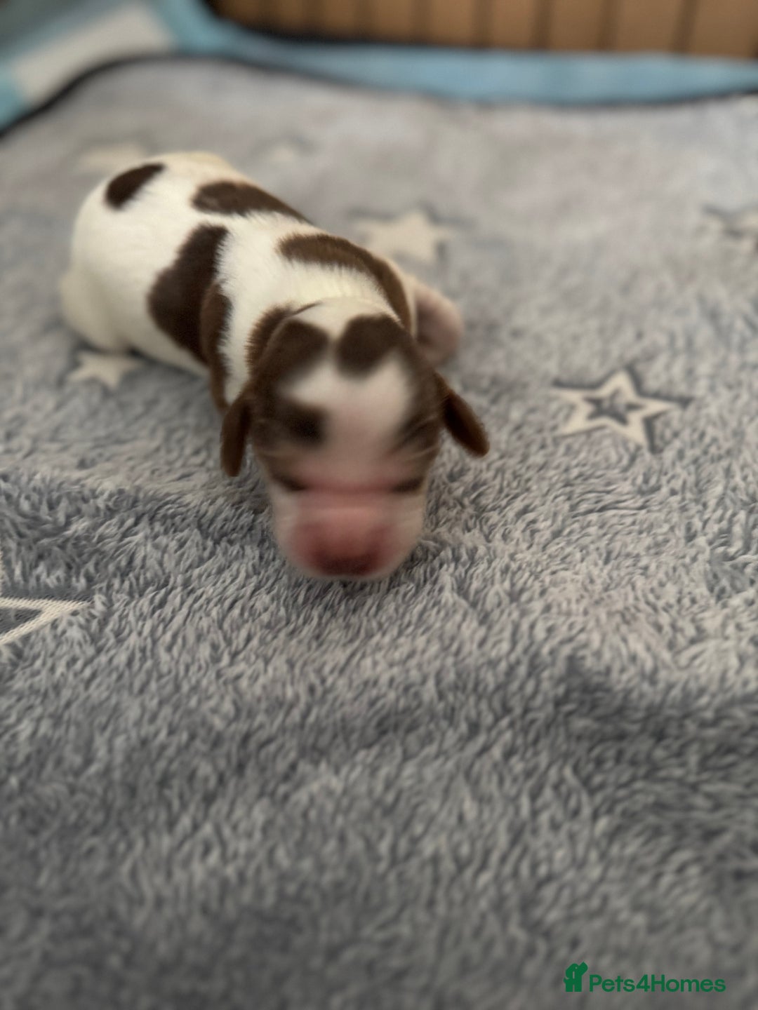 Cocker Spaniel dogs for sale: Fantastic Show / Working Cocker Spaniels - Advert 13