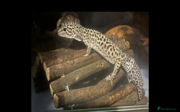 Leopard Gecko reptiles for sale: Snow Mack leopard gecko  - Image 3