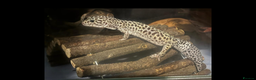 Leopard Gecko reptiles for sale: Snow Mack leopard gecko  - Advert 3