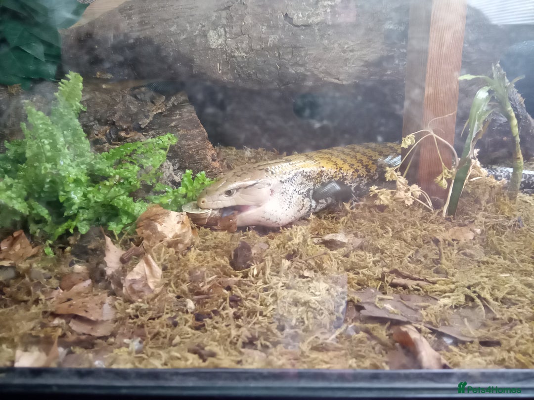 Skink reptiles for sale: Blue tongue skink for sale - Image 2