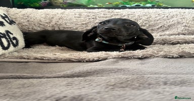 Dachshund dogs Dachshund puppy male - Advert 9