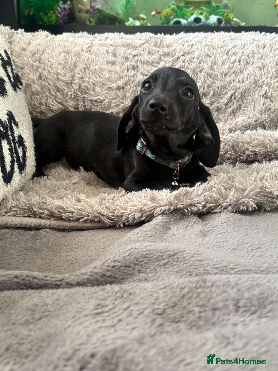 Dachshund dogs for sale: Dachshund puppy male - Advert 3