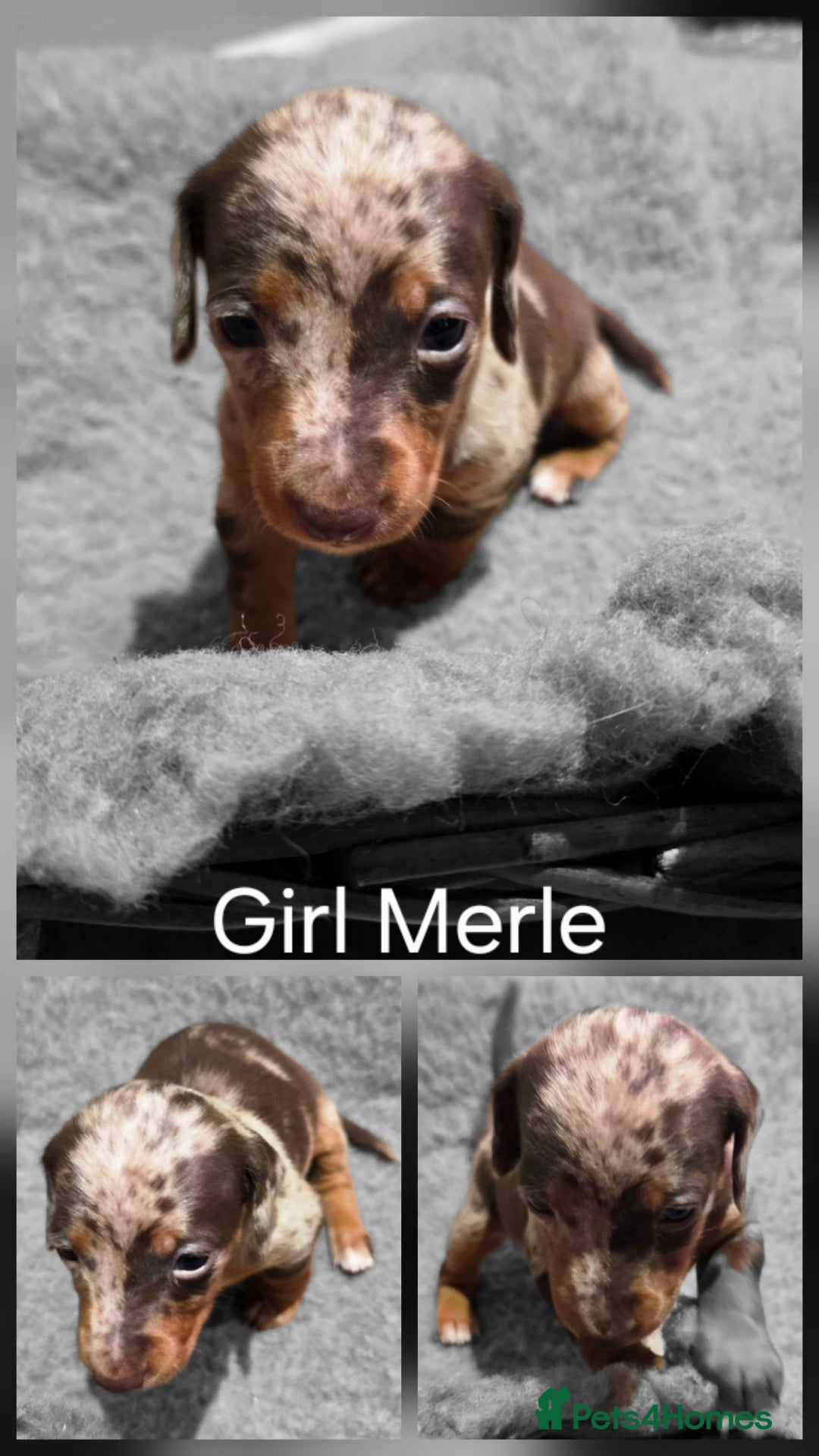 Dachshund dogs for sale: Beautiful Family Raised Daushound Puppies - Advert 8