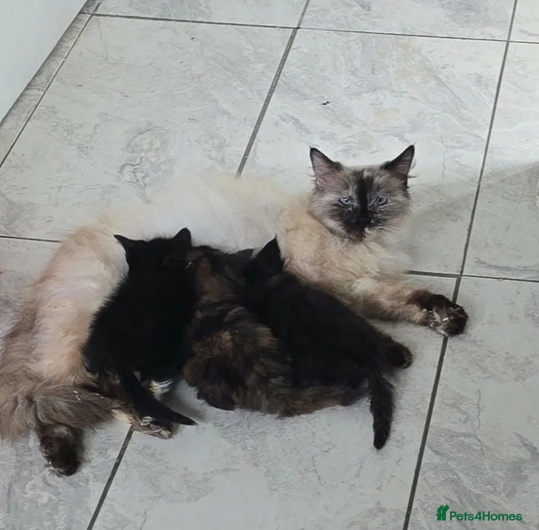 Ragdoll cats for sale: X3 ragdoll kittens  - Advert 2
