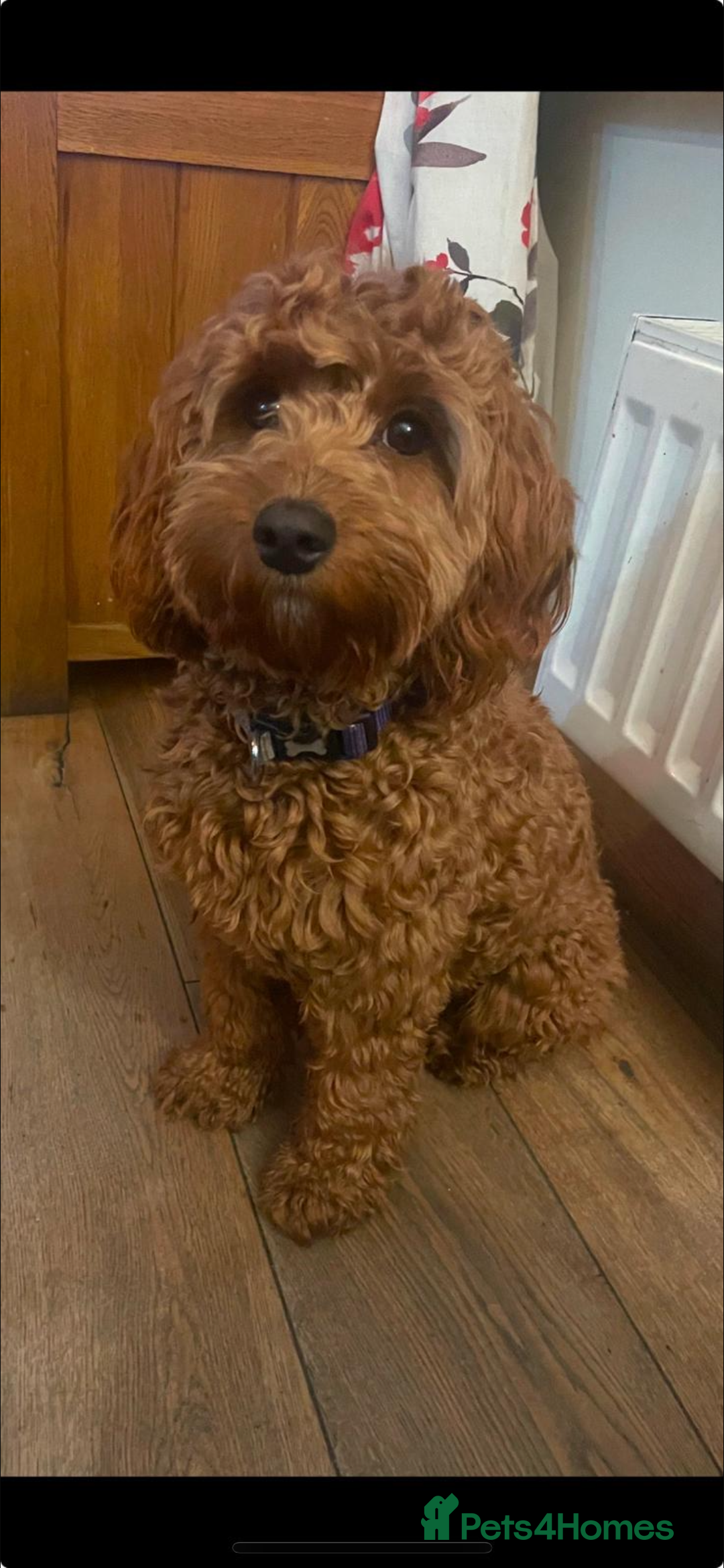 Cockapoo dogs for sale: Beautiful F2 Cockapoo Puppies PRA CLEAR  - Image 5