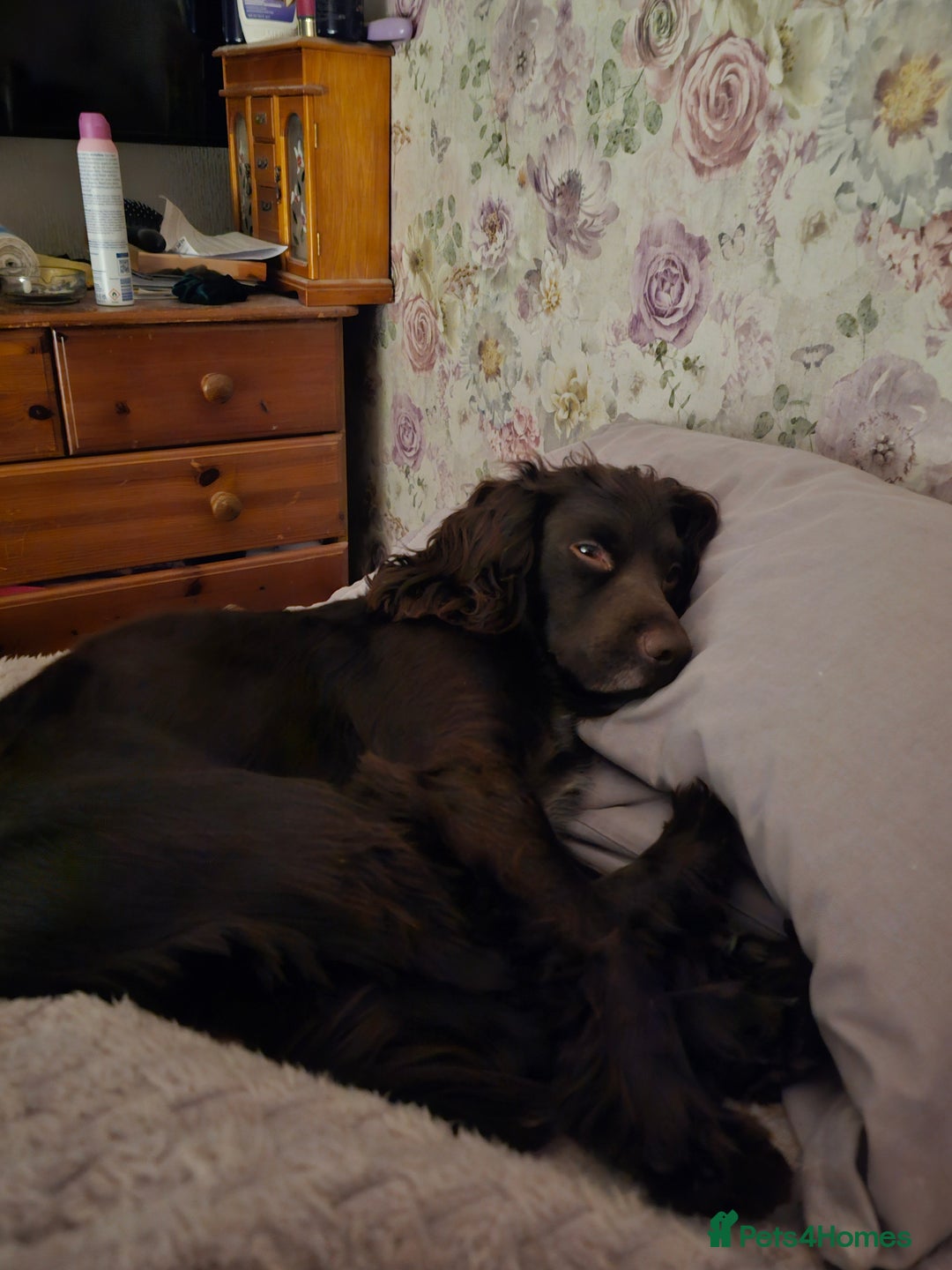 Cocker Spaniel dogs for sale: Chocolate cocker spaniel - Advert 1