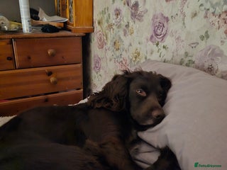 Cocker Spaniel dogs - Advert 16