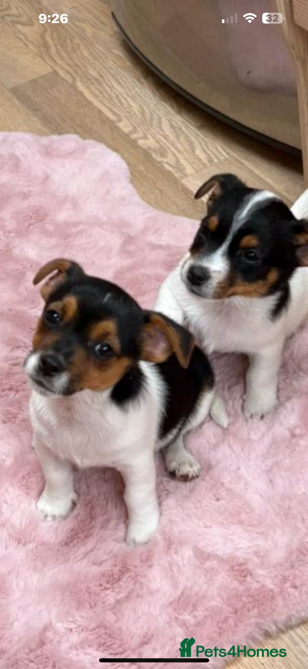 Jack Russell dogs for stud: Proven Short legged true  jack Russell for stud  in Eastleigh - Advert 16