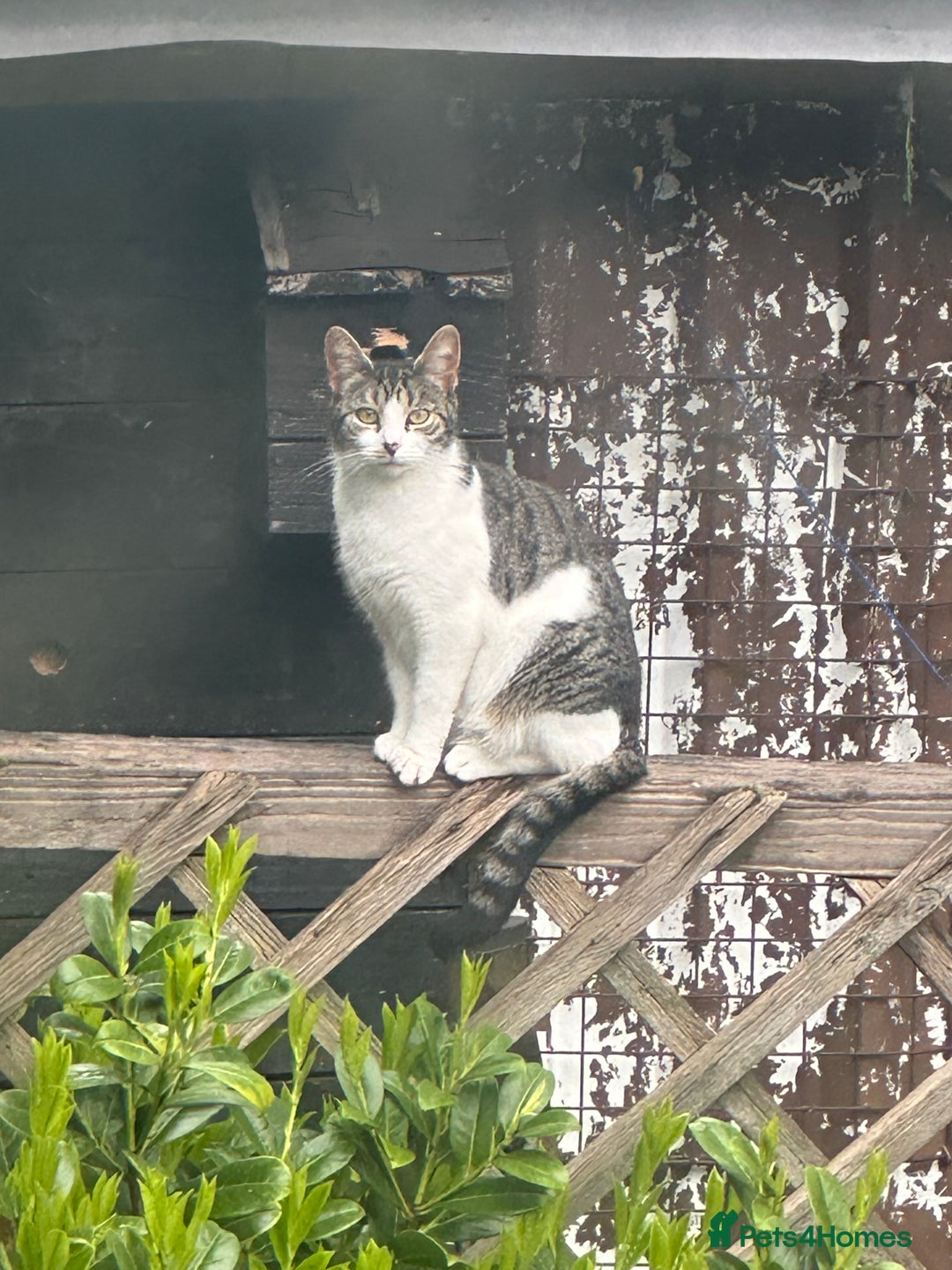 American Shorthair cats for sale: kitten for sale - Advert 2