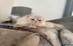 Scottish Fold cats for sale: Spayed ScottishFold Queen - Image 1