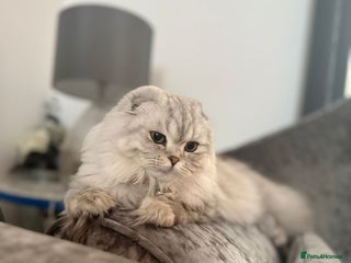 Scottish Fold cats - Advert 28