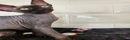 Sphynx cats for sale: 2 femal lovely Canadian sphynx  - Advert 3