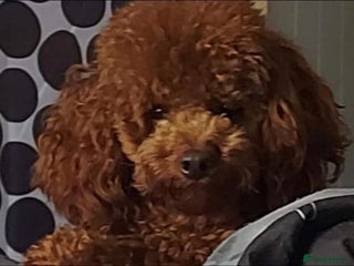Toy Poodle dogs in Leyland - Advert 3